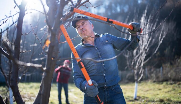 must-have-winter-yard-tools:-chainsaws,-snow-blowers-and-pet-safe-ice-melts