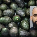 florida-man-allegedly-steals-400-pounds-of-avocados-to-buy-christmas-presents-for-children