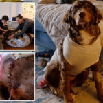 nyc-family-in-shock-after-pup-knifed-on-city-street:-‘who-stabs-a-dog?’