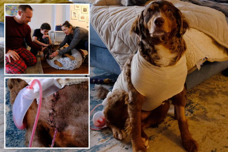 nyc-family-in-shock-after-pup-knifed-on-city-street:-‘who-stabs-a-dog?’