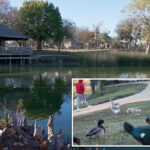 72-year-old-texas-woman-hospitalized-with-broken-pelvis,-internal-bleeding-after-violent-geese-attack