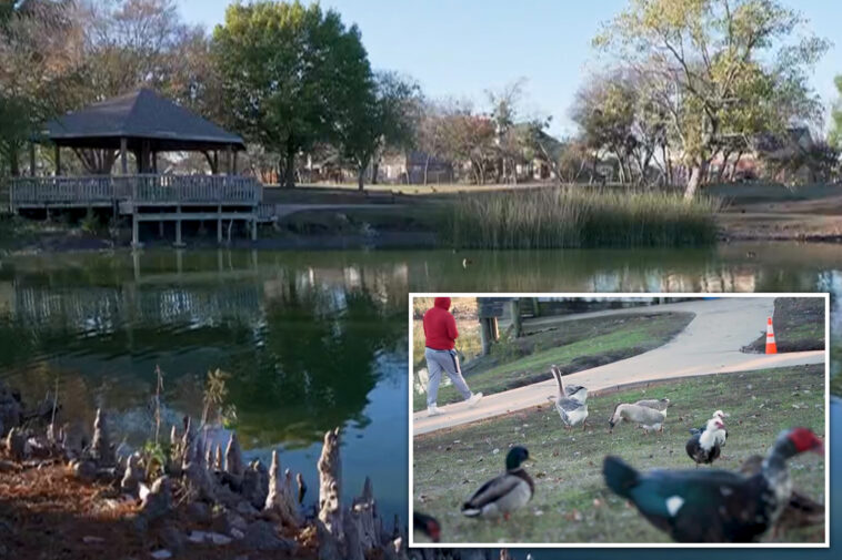 72-year-old-texas-woman-hospitalized-with-broken-pelvis,-internal-bleeding-after-violent-geese-attack