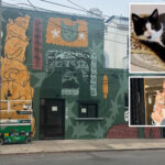 virginia-cat-cafe-shutters-for-rest-of-year-after-mischievous-kitten-floods-business-in-‘series-of-freak-accidents’