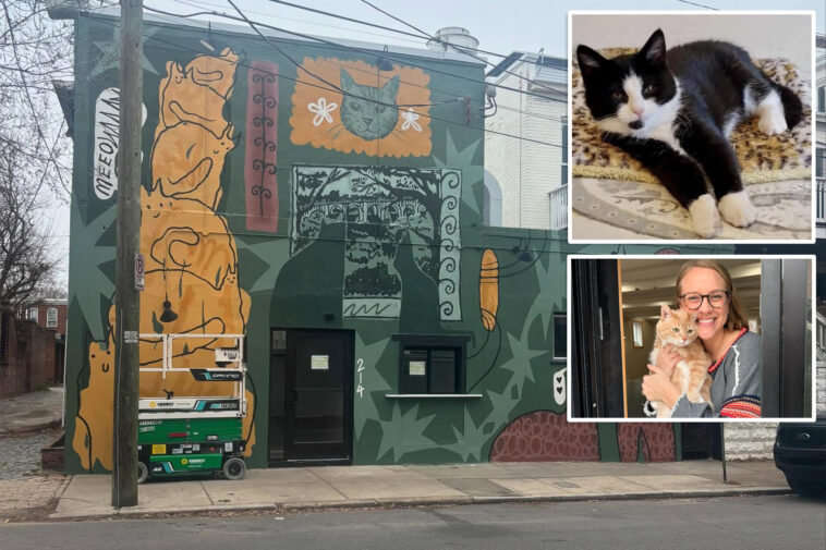 virginia-cat-cafe-shutters-for-rest-of-year-after-mischievous-kitten-floods-business-in-‘series-of-freak-accidents’