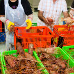 live-lobster-shipment-worth-$400,000-disappears-amid-rising-cargo-thefts