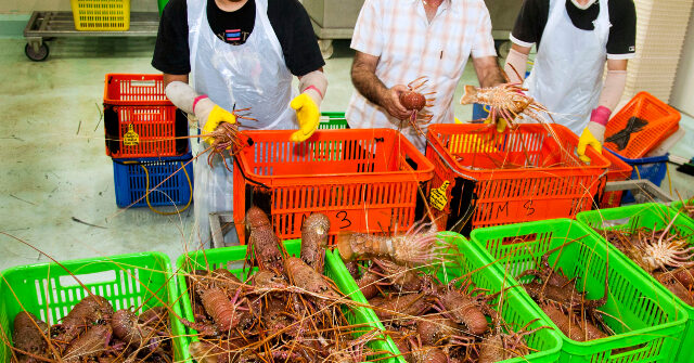 live-lobster-shipment-worth-$400,000-disappears-amid-rising-cargo-thefts