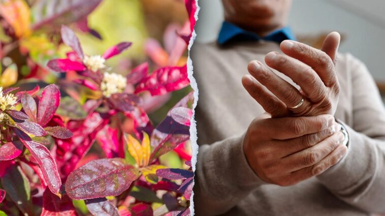 traditional-brazilian-plant-shows-unexpected-strength-against-arthritis