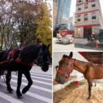 nyc-horse-carriages-refuse-animal-testing,-prompting-threat-of-lawsuit-or-suspension-by-city