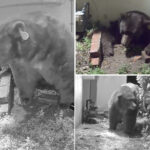man-living-with-giant-bear-under-his-home-threatens-to-sue-officials-—-‘they-should-deal-with-it’