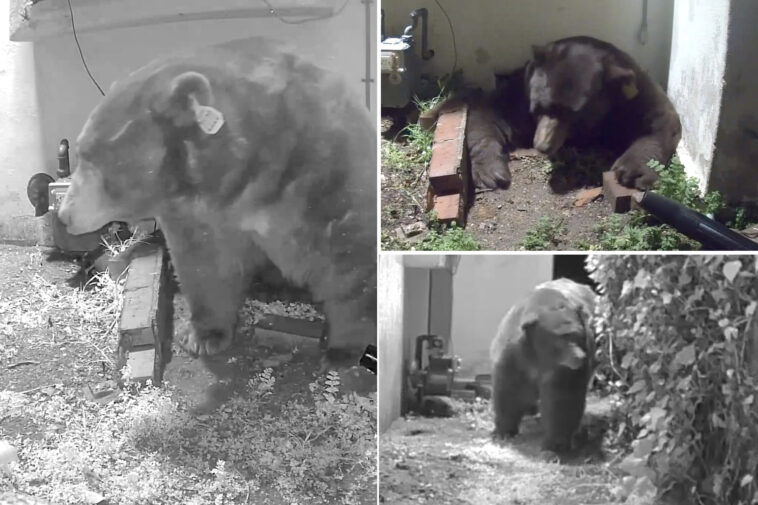 man-living-with-giant-bear-under-his-home-threatens-to-sue-officials-—-‘they-should-deal-with-it’