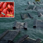 $400k-worth-of-stolen-costco-lobster-meat-being-investigated-in-connection-to-other-new-england-seafood-thefts