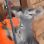 drone-search-launched-for-runaway-wallaby-in-new-jersey-that-can-reach-35-mph:-‘they-get-hoppin’