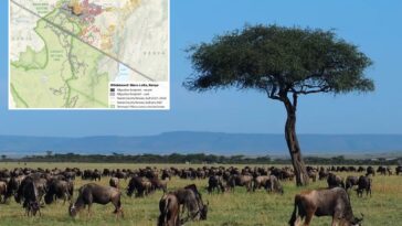 kenya’s-wildebeest-annual-migration-dramatically-declines-by-90%-due-to-fences