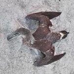 dead-birds-on-florida-beaches-have-experts-worried-about-avian-flu