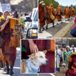 buddhist-monks-—-and-their-pup-— persist-in-peace-walk-across-us-despite-injuries