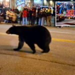 wandering-black-bear-crashes-christmas-parade-in-tennessee,-stunning-spectators:-video