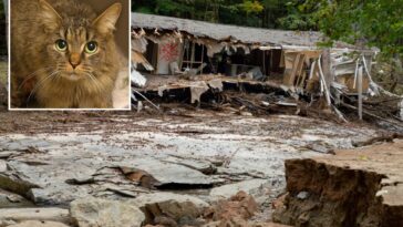 cat-lost-during-hurricane-helene-miraculously-reunited-with-family-after-443-days:-‘a-christmas-miracle’