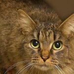 cat-lost-for-443-days-after-hurricane-helene-reunited-with-family