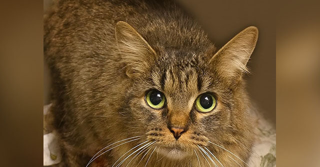 cat-lost-for-443-days-after-hurricane-helene-reunited-with-family