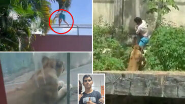 teen-who-dreamed-of-working-with-animals-mauled-to-death-by-lion-after-climbing-into-zoo-enclosure