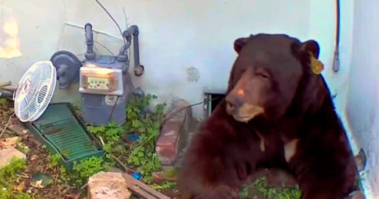 for-a-month,-a-black-bear-has-been-living-in-the-basement-of-a-house-in-california-–-homeowner-to-sue-state-authorities-as-they-are-unable-or-unwilling-to-remove-it-(videos)