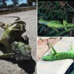 florida-cold-snap-sends-iguanas-tumbling-from-trees-on-new-year’s-eve