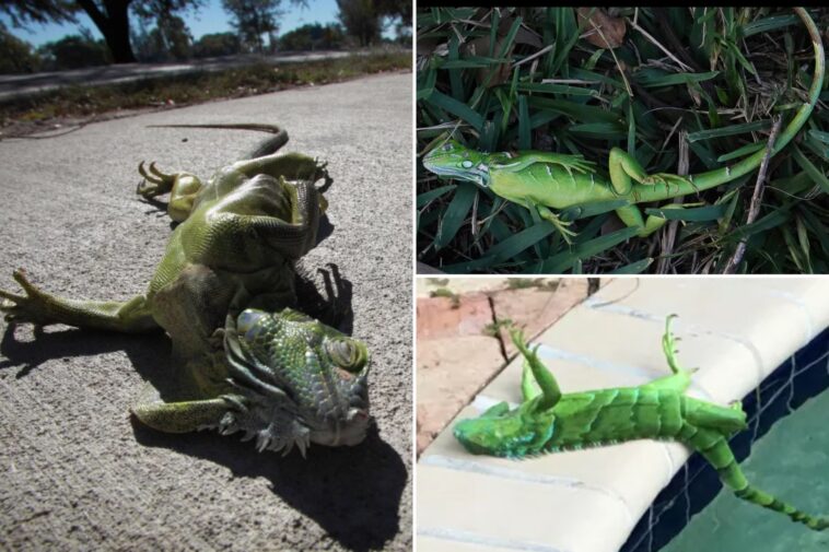 florida-cold-snap-sends-iguanas-tumbling-from-trees-on-new-year’s-eve