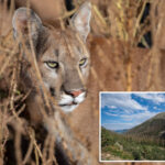 hiker-killed-in-suspected-mountain-lion-attack-while-alone-in-colorado-mountains