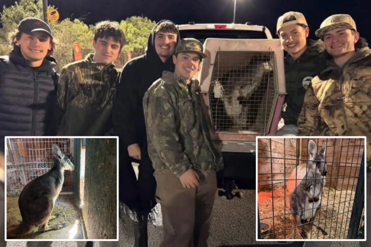 runaway-nj-wallaby-‘rex’-found-and-returned-home-with-help-from-group-of-teens