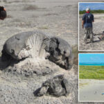 coral-skeletons-left-by-major-earthquake-over-630-years-ago-serve-as-a-warning-for-caribbean-region