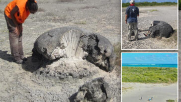 coral-skeletons-left-by-major-earthquake-over-630-years-ago-serve-as-a-warning-for-caribbean-region