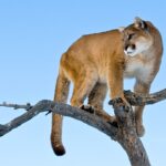 woman-suspected-to-have-been-killed-in-colorado’s-first-fatal-mountain-lion-attack-in-over-two-decades
