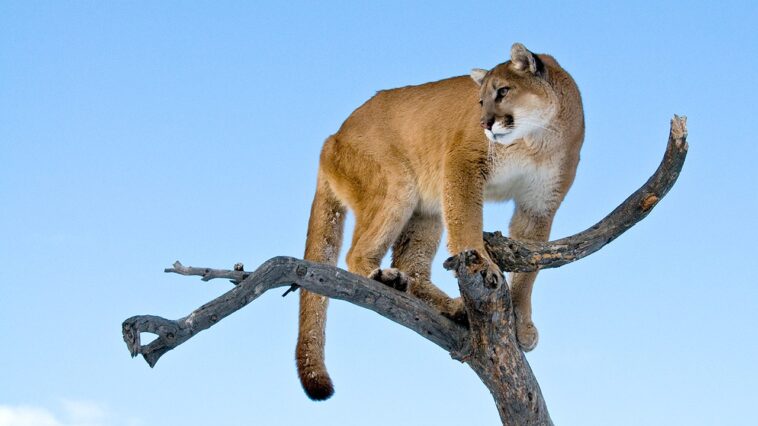 woman-suspected-to-have-been-killed-in-colorado’s-first-fatal-mountain-lion-attack-in-over-two-decades