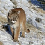 two-mountain-lions-euthanized-after-rare-fatal-attack-on-colorado-woman