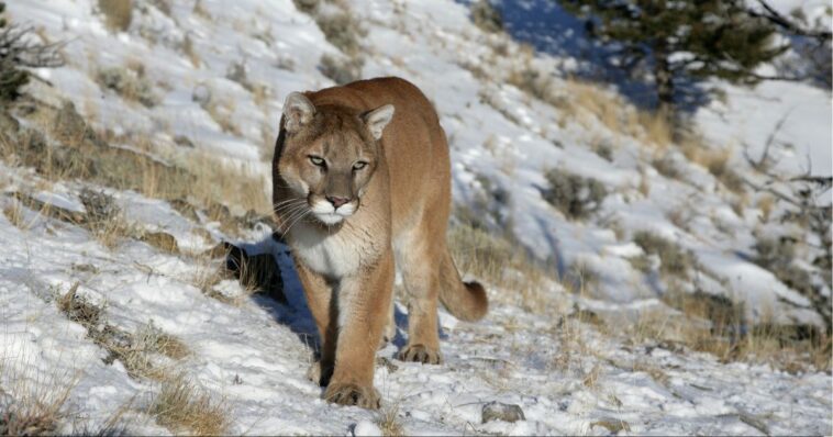 two-mountain-lions-euthanized-after-rare-fatal-attack-on-colorado-woman