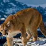 authorities-suspect-colorado-hiker-killed-by-mountain-lion