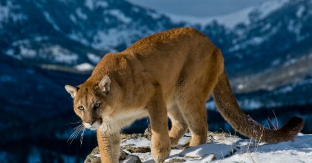 authorities-suspect-colorado-hiker-killed-by-mountain-lion