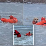 dog’s-dramatic-rescue-caught-on-camera-after-he-falls-through-ice-on-rhode-island-pond