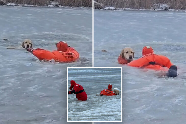 dog’s-dramatic-rescue-caught-on-camera-after-he-falls-through-ice-on-rhode-island-pond