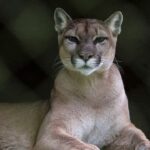 runner-fought-off-mountain-lion-with-stick-just-weeks-before-fatal-attack-on-same-colorado-trail