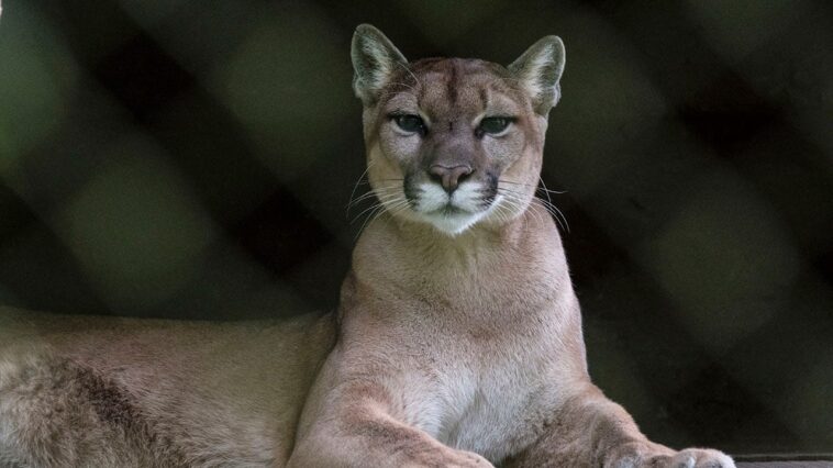 runner-fought-off-mountain-lion-with-stick-just-weeks-before-fatal-attack-on-same-colorado-trail
