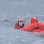 dramatic-video-shows-firefighters-racing-across-frozen-pond-to-save-dog-that-fell-through-ice