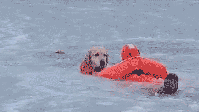 dramatic-video-shows-firefighters-racing-across-frozen-pond-to-save-dog-that-fell-through-ice