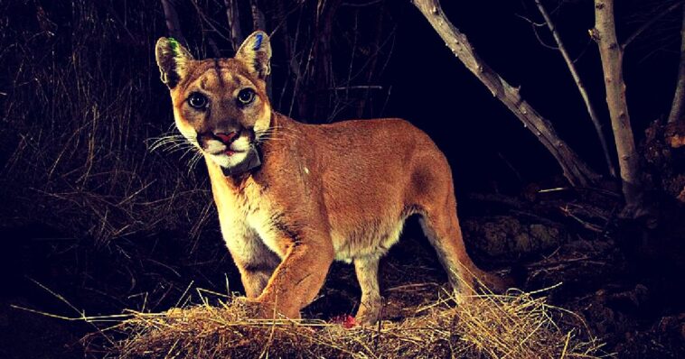 colorado-woman-dies-in-suspected-mountain-lion-attack,-the-first-since-the-20th-century