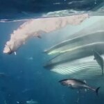 giant-whale-surges-through-massive-bait-ball-in-rare-feeding-frenzy:-watch-the-video
