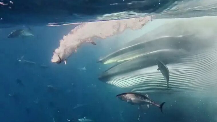 giant-whale-surges-through-massive-bait-ball-in-rare-feeding-frenzy:-watch-the-video