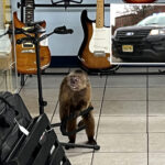 loose-monkey-caught-in-tennessee-after-rampaging-through-music-shop,-destroying-guitars