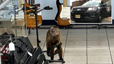 loose-monkey-caught-in-tennessee-after-rampaging-through-music-shop,-destroying-guitars