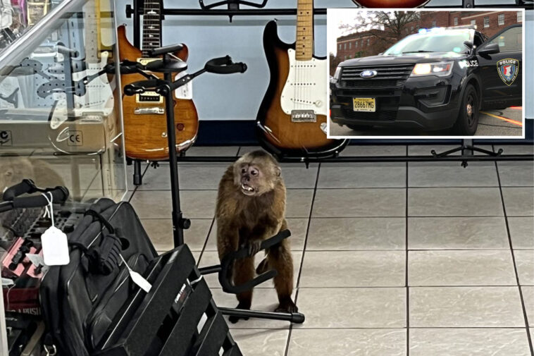loose-monkey-caught-in-tennessee-after-rampaging-through-music-shop,-destroying-guitars
