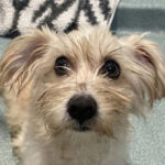 watch:-policeman-rescues,-adopts-dog-nearly-crushed-in-trash-compactor